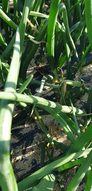 작은농원님의 마늘 · 영농일지 작성글 사진