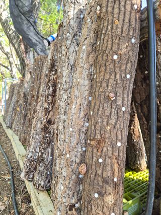 차재원님의 기타작물 · 영농일지 작성글 사진