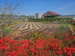 신득경님의 고구마 · 영농일지 작성글 사진