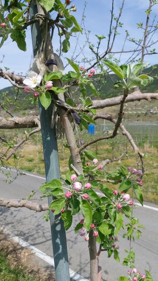 오동추님의 기타작물 · 영농일지 작성글 사진