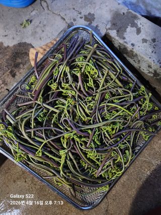 상태메롱님의 기타작물 · 영농일지 작성글 사진