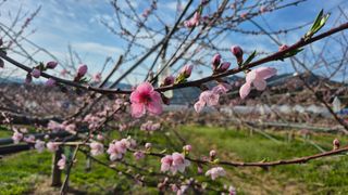 제은도원님의 복숭아 · 영농일지 작성글 사진