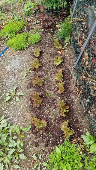 권혁렬님의 상추 · 영농일지 작성글 사진