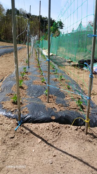 김영열님의 들깨 · 영농일지 작성글 사진