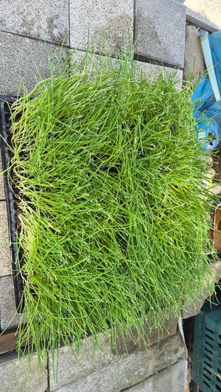 늘푸른 농장주님의 파 · 영농일지 작성글 사진