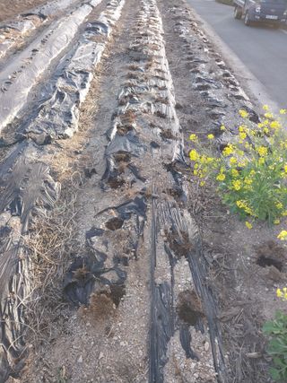 상추20832님의 기타작물 · 영농일지 작성글 사진