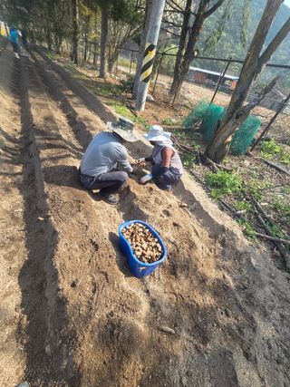 김병효님의 기타작물 · 영농일지 작성글 사진