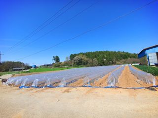 오이8898황산면님의 고추 · 영농일지 작성글 사진