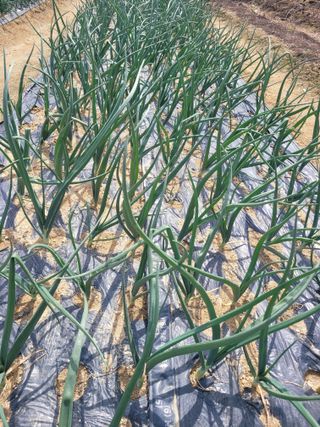 알렉산더님의 양파 · 영농일지 작성글 사진