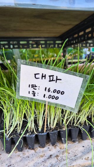 늘푸른 농장주님의 파 · 영농일지 작성글 사진