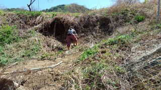 이순기님의 두릅 · 영농일지 작성글 사진