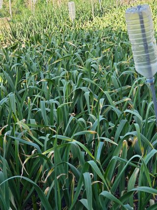 무형교회목사 안영진님의 기타작물 · 영농일지 작성글 사진