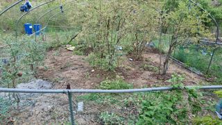 김동명님의 기타작물 · 영농일지 작성글 사진