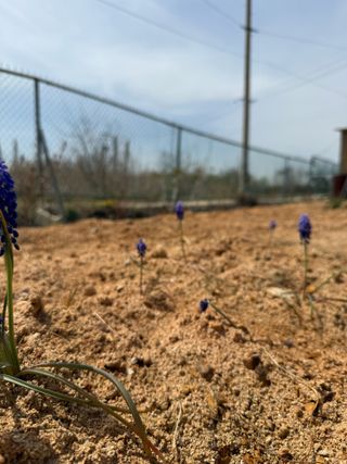 베리의정원님의 기타작물 · 영농일지 작성글 사진