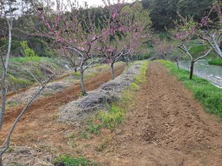장흥식님의 기타작물 · 영농일지 작성글 사진