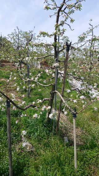 오동추님의 기타작물 · 영농일지 작성글 사진