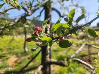 강대욱님의 사과 · 영농일지 작성글 사진