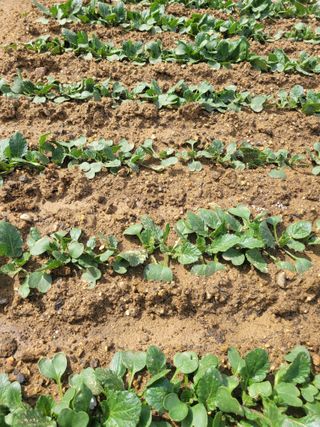 알렉산더님의 양파 · 영농일지 작성글 사진