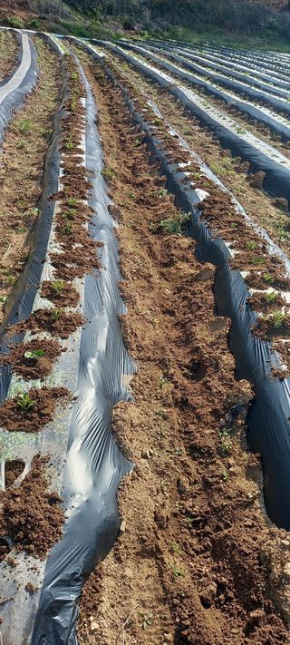 고병길님의 감자 · 영농일지 작성글 사진