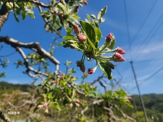 강대욱님의 사과 · 영농일지 작성글 사진