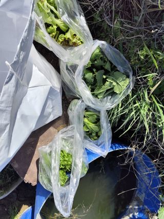 조영기님의 기타작물 · 영농일지 작성글 사진