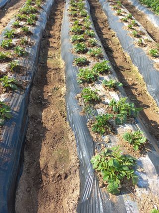 너바라기님의 기타작물 · 영농일지 작성글 사진