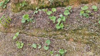 권혁렬님의 상추 · 영농일지 작성글 사진