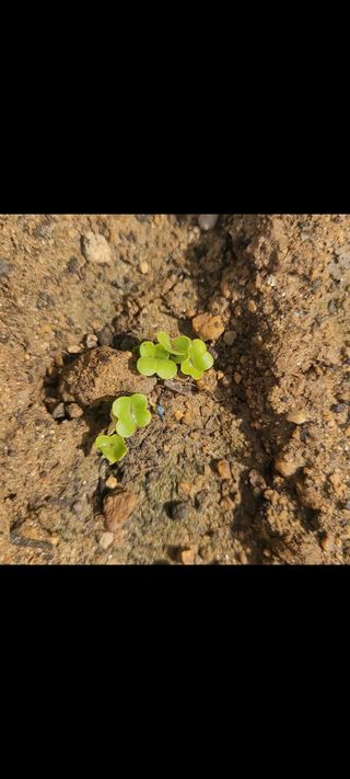 알렉산더님의 양파 · 영농일지 작성글 사진