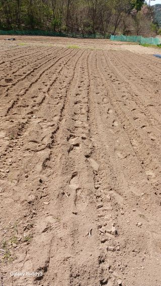 김영열님의 들깨 · 영농일지 작성글 사진