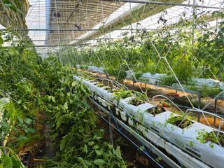 늘햇살팜 님의 기타작물 · 영농일지 작성글 사진