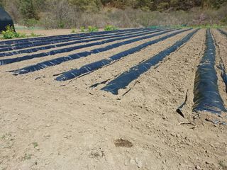 참깨21744님의 기타작물 · 영농일지 작성글 사진
