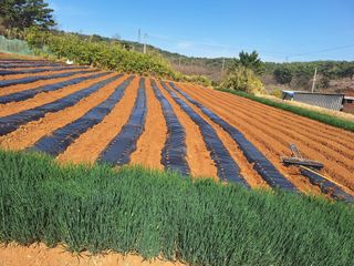 김용환님의 참깨 · 영농일지 작성글 사진