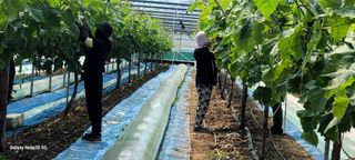 서대산향수님의 포도 · 영농일지 작성글 사진