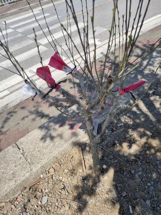 김용대님의 기타작물 · 영농일지 작성글 사진