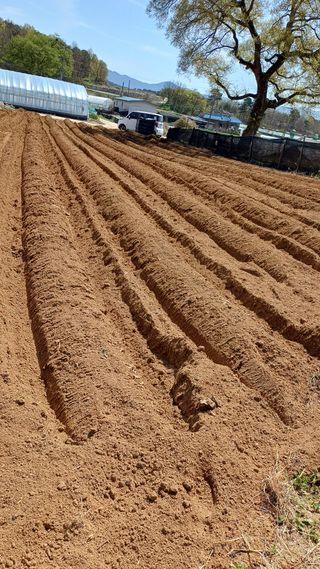 박순덕님의 기타작물 · 영농일지 작성글 사진