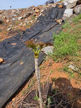 조일성님의 작성글 사진