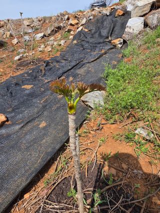 조일성님의 마늘 · 영농일지 작성글 사진