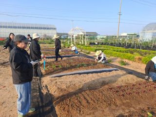 철남 김희곤님의 옥수수 · 영농일지 작성글 사진