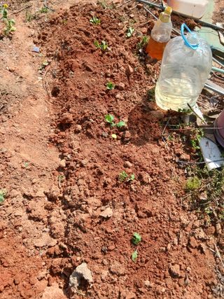 엄기덕님의 기타작물 · 영농일지 작성글 사진