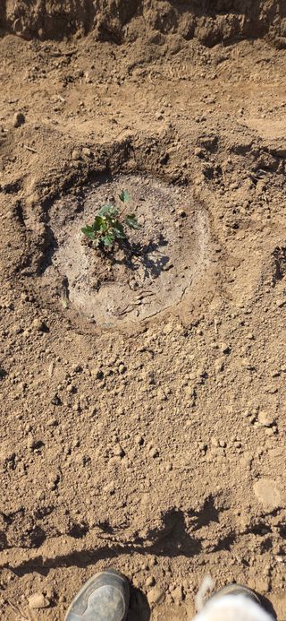 이해창님의 기타작물 · 영농일지 작성글 사진