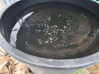 건강한먹거리님의 고추 · 영농일지 작성글 사진