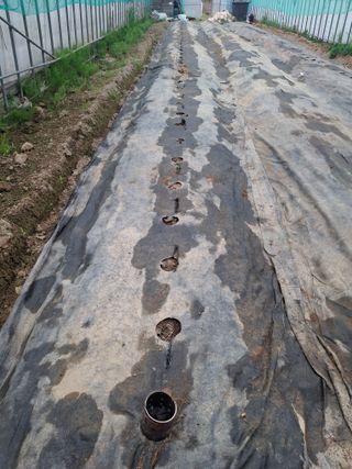 건강한먹거리님의 고추 · 영농일지 작성글 사진