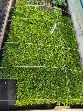 남기탁 님의 고추 · 영농일지 작성글 사진