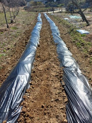 건달농사꾼정영수님의 호박 · 영농일지 작성글 사진