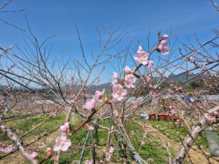 제은도원님의 복숭아 · 영농일지 작성글 사진