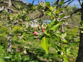 강대욱님의 사과 · 영농일지 작성글 사진