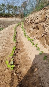 권혁렬님의 작성글 사진