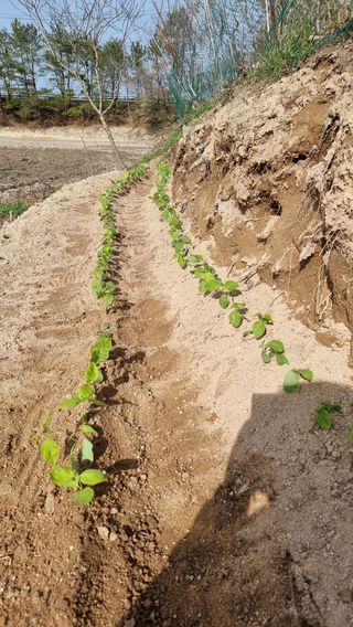 권혁렬님의 기타작물 · 영농일지 작성글 사진