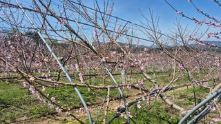제은도원님의 복숭아 · 영농일지 작성글 사진