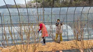 곰티농사꾼님의 기타작물 · 영농일지 작성글 사진